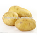 o2014 fresh potato and high quality potato hot sale (75-120gram)